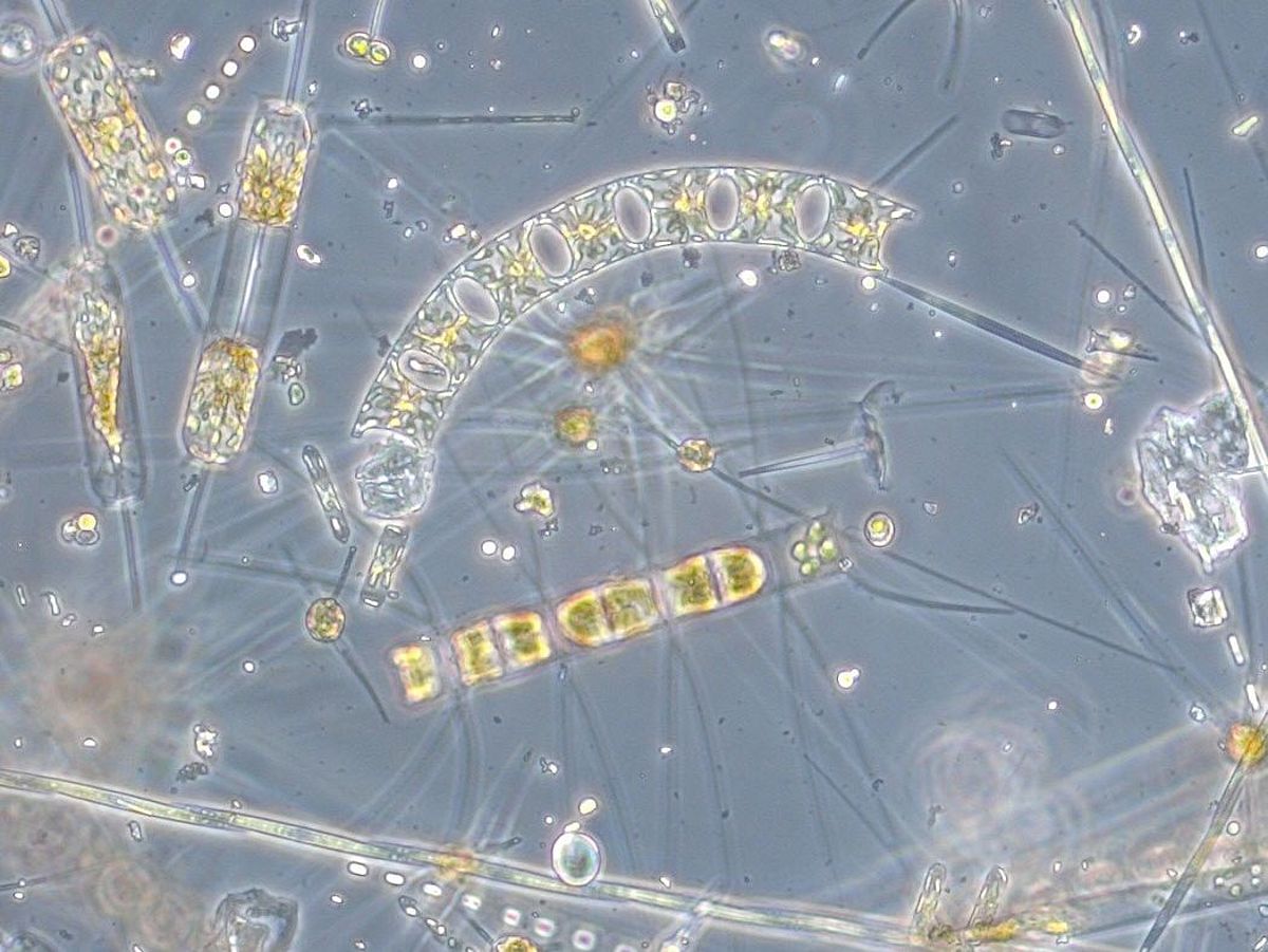 Biodiversity - Dr. Birte Matthiessen