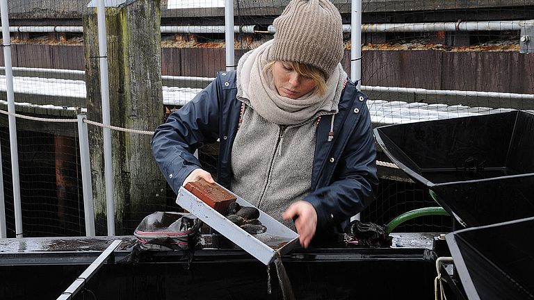 Kieler Outdoor Benthokosmen: Entnahme von Miesmuscheln zur weiteren Untersuchung