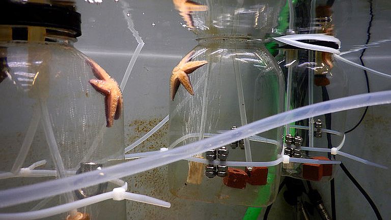 Kieler Indoor Benthokosmen: Experiment zum Einfluss von Hitzewellen und Sauerstoffarmut auf den Fraßdruck von Seesternen an Miesmuscheln