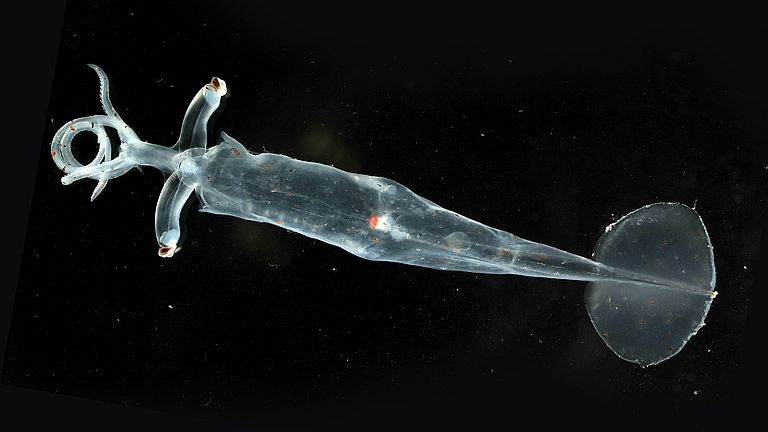Junger Gallertkalmar der Gattung Leachia mit gestielten Augen. 
