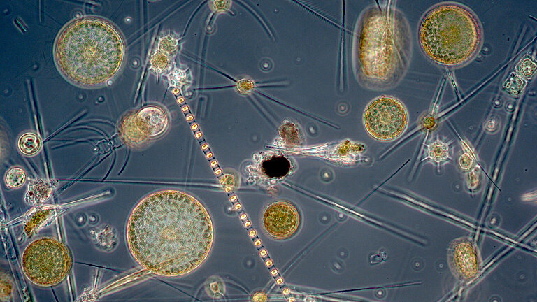 Plankton