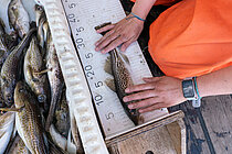 Cod is measured.